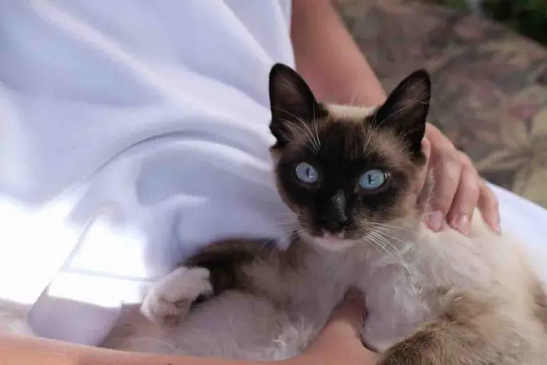 Balinesen Katze – hypoallergene Katzenrasse, ideal für Allergiker.