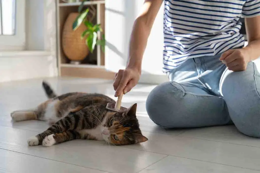 Katze auf Sofa wird gebürstet – Reduzierung von Allergenen für Allergiker.