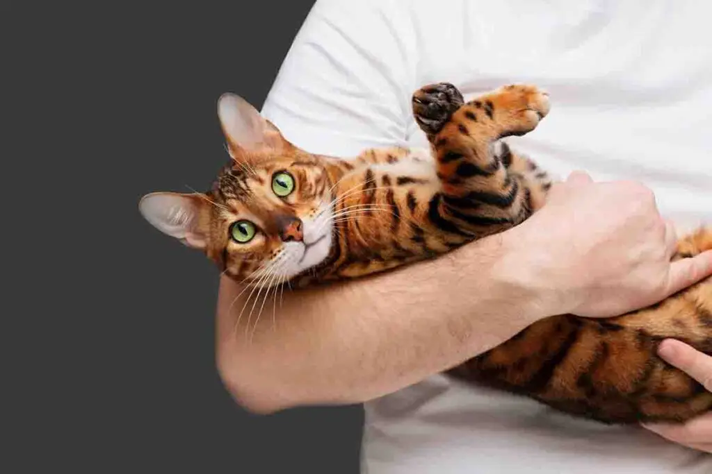 Bengalkatze als hypoallergene Katzenrasse für Allergiker